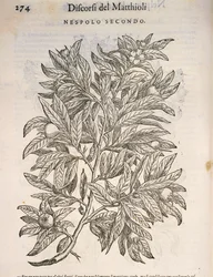 Medlar comum (Mespilus germanica), gravura de Pier Andrea Mattioli