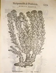 Raiz dourada ou Roseroot (Rhodiola rosea), gravura de Pier Andrea Mattioli