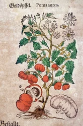 Herbário: planoma botânico aureache representando uma planta de tomateiro (Caulis floridus). Gravura em "Kreutterbuch Des Hochgelehrten unnd weitberuhmten Herrn D. Petri Andreae Matthioli" de Pietro Andrea Mattioli (Matthiole
