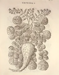 Rábano (Armoracia rusticana), gravura de Pier Andrea Mattioli