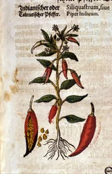 Pimenta indiana. Gravura - em "Kreutterbuch Dess Hochgelehrten unnd weitberuhmten Herrn D. Petri Andreae Matthioli" de Pietro Andrea Mattioli (Matthiole) (1500-1577). Frankfurt