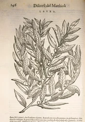 Laurel (Laurus), gravura de Pier Andrea Mattioli