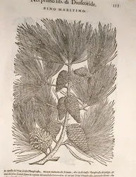 Pinheiro Bravo (Pinus pinaster), gravura de Pier Andrea Mattioli