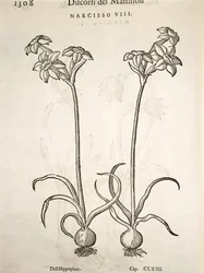 Narciso, gravura de Pier Andrea Mattioli