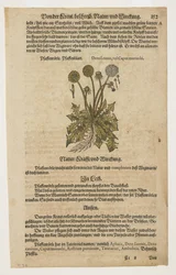 Pfaffenrorle, de Commentarii in Sex Libros Pedacii Dioscoridis