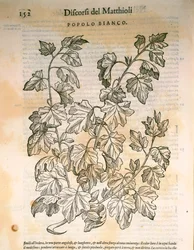 Álamo (Populus), gravura de Pier Andrea Mattioli