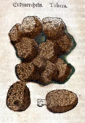 Batata ou batata. Gravura - em "Kreutterbuch Dess Hochgelehrten unnd weitberuhmten Herrn D. Petri Andreae Matthioli" de Pietro Andrea Mattioli (Matthiole) (1500-1577). Frankfurt