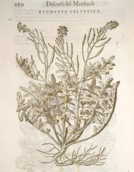 Foguetão ou rúcula (Eruca sativa), gravura de Pier Andrea Mattioli