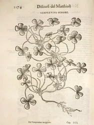 Sempervivum (Semprevivo minore), gravura de Pier Andrea Mattioli