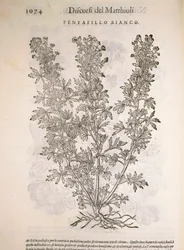 Silverweed (Potentilla alba), gravura de Pier Andrea Mattioli