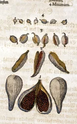 O cardamomo. Gravura - em "Kreutterbuch Dess Hochgelehrten unnd weitberuhmten Herrn D. Petri Andreae Matthioli" de Pietro Andrea Mattioli (Matthiole) (1500-1577). Frankfurt