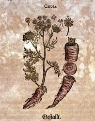 A cenoura. Gravura - em "Kreutterbuch Dess Hochgelehrten unnd weitberuhmten Herrn D. Petri Andreae Matthioli" de Pietro Andrea Mattioli (Matthiole) (1500-1577). Frankfurt