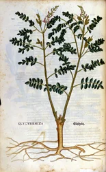 O alcaçuz. Gravura - em "Kreutterbuch Dess Hochgelehrten unnd weitberuhmten Herrn D. Petri Andreae Matthioli" de Pietro Andrea Mattioli (Matthiole) (1500-1577). Frankfurt