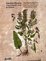 A melisse. Gravura - em "Kreutterbuch Dess Hochgelehrten unnd weitberuhmten Herrn D. Petri Andreae Matthioli" de Pietro Andrea Mattioli (Matthiole) (1500-1577). Frankfurt