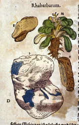 O ruibarbo. Gravura - em "Kreutterbuch Dess Hochgelehrten unnd weitberuhmten Herrn D. Petri Andreae Matthioli" de Pietro Andrea Mattioli (Matthiole) (1500-1577). Frankfurt
