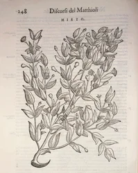 True Myrtle (Myrtus communis), gravura de Pier Andrea Mattioli
