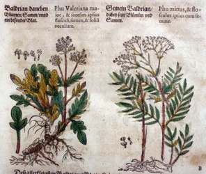 Valeriana: duas espécies com descrição da planta