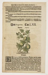 Von Angurien, de Commentarii in Sex Libros Pedacii Dioscoridis