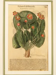 Ninfaea lutea (Nymphaea lutea), gravura colorida