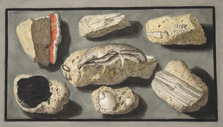 Espécimes de Tufa encontrados dentro e nos arredores de Herculano, Placa XXXXV, de &39;Campi Phlegraei: Observações sobre os Vulcões das Duas Sicílias&39;, de Sir William Hamilton (1730-1803), publicado em 1776 (col.
