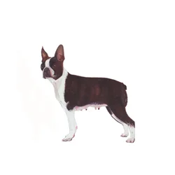 Boston Terrier, 2011 (aguarela e guache sobre papel)