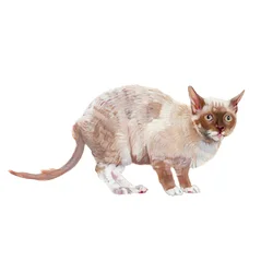Cornish Rex, 2014 (aguarela e guache sobre papel)