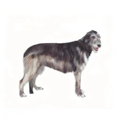 Irish Wolfhound, 2011 (aguarela e guache sobre papel)