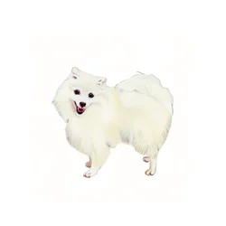 Spitz japonês, 2011 (aguarela e guache sobre papel)