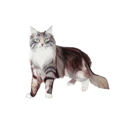 Gato-marinho-coon, 2014 (aguarela e guache sobre papel)