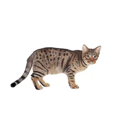 Ocicat, 2014 (aguarela e guache sobre papel)