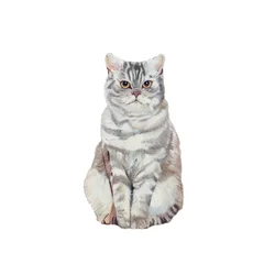 Selkirk Rex, 2014 (aguarela e guache sobre papel)