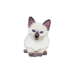 Gatinho siamês, 2014 (aguarela e guache sobre papel)
