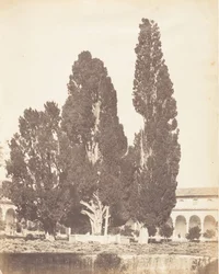 Velhos Ciprestes no Convento dos Cartuxos, Roma, 1853-56.