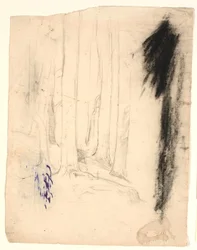 Troncos de árvores