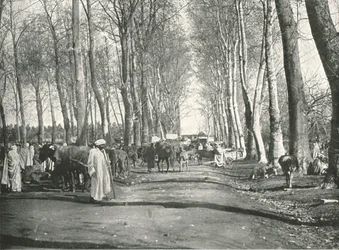 Feira e mercado árabes, Boufarik, Argélia, 1895.