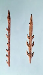 Dois arpões, Paleolítico Superior, 35000-10000 a.C.