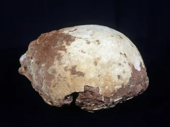 Ovo atribuído a Hypselosaurus priscus: grande dinossauro herbívoro (cerca de 12 m) do Cretácico tardio (-65 milhões de anos), encontrado na Provença. Museu de História Natural de Aix-en-Provence.