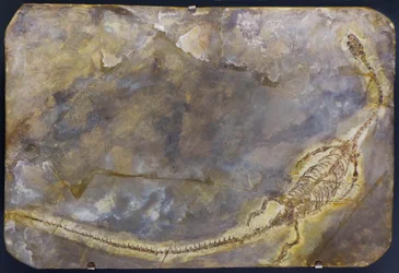 Fóssil de Hyphalosaurus lingyuanensis (item)