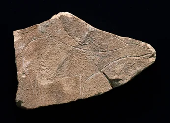 Petroglifo representando um veado, Gruta de Parpallo, Espanha. Paleolítico Superior, Solutreen (gravura)
