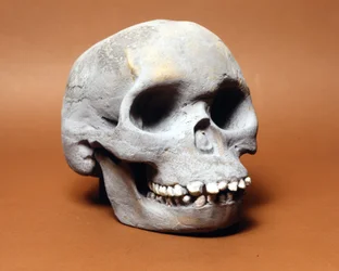 O homem de Piltdown: o crânio de um homem primitivo, um elo na cadeia de evolução entre macaco e homem descoberto por Woodward e Dawson. Uma das múltiplas cópias do crânio guardado no Museu de História Natural de Milão.