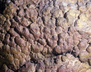 Pré-história: rocha colenia de estromatólito ou estromatólito do Norte de África. Período Siluriano.