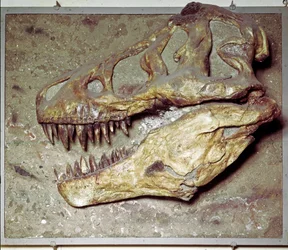 Pré-história: Tyrannosaurus rex (T Rex ou Tyrannosaur). Período Cretáceo. Museo civico di storia naturale, Milão
