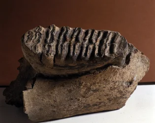 Pré-história: Dente de elefante, enorme elefante. Idade do Cenozóico, Periodo Plioceno. reunido em Manndorf, Áustria.