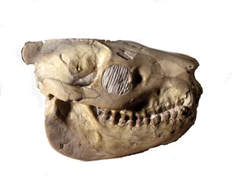 Pré-história: crânio de Oreodon (ou Merycoidodon), dinossauro. Era cenozoica, período oligocénico. Encontrado no Dakota do Sul, nos Estados Unidos.