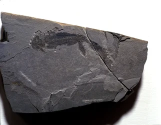 Pré-história: Período Permiano, era Paleozóica. Fóssil do Branquiossauro (Brahiopode). Encontrado em Rotliegen, na Alemanha.