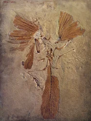 Pré-história: fóssil archeopteryx, animal pré-histórico da família das aves. Paris, Museu de História Natural