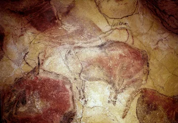 Pré-história: pintura rupestre "bisão em repouso" do Paleolítico Superior (Magdaleniano) (entre 16500 e 14000 anos atrás) Caverna do Bisonte da Idade da Pedra, Altamira, Santander, Espanha