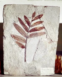 Pré-história: ramo fóssil em calcário do local de Mount Bolca (Itália). Período Eocénico. Museo civico di storia naturale, Milão