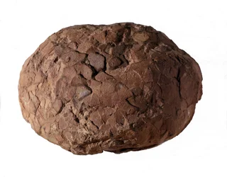 Pré-história: ovo de dinossauro encontrado na Provença. Era Mesozóica, período Jurássico.