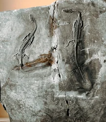 Pré-história: paquicefalossauro fóssil dinossauro. Período Cretáceo. Museu de História Natural, Milão